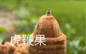 下载视频: 神奇的植物果实虎鞭果，据称男士的发动机？