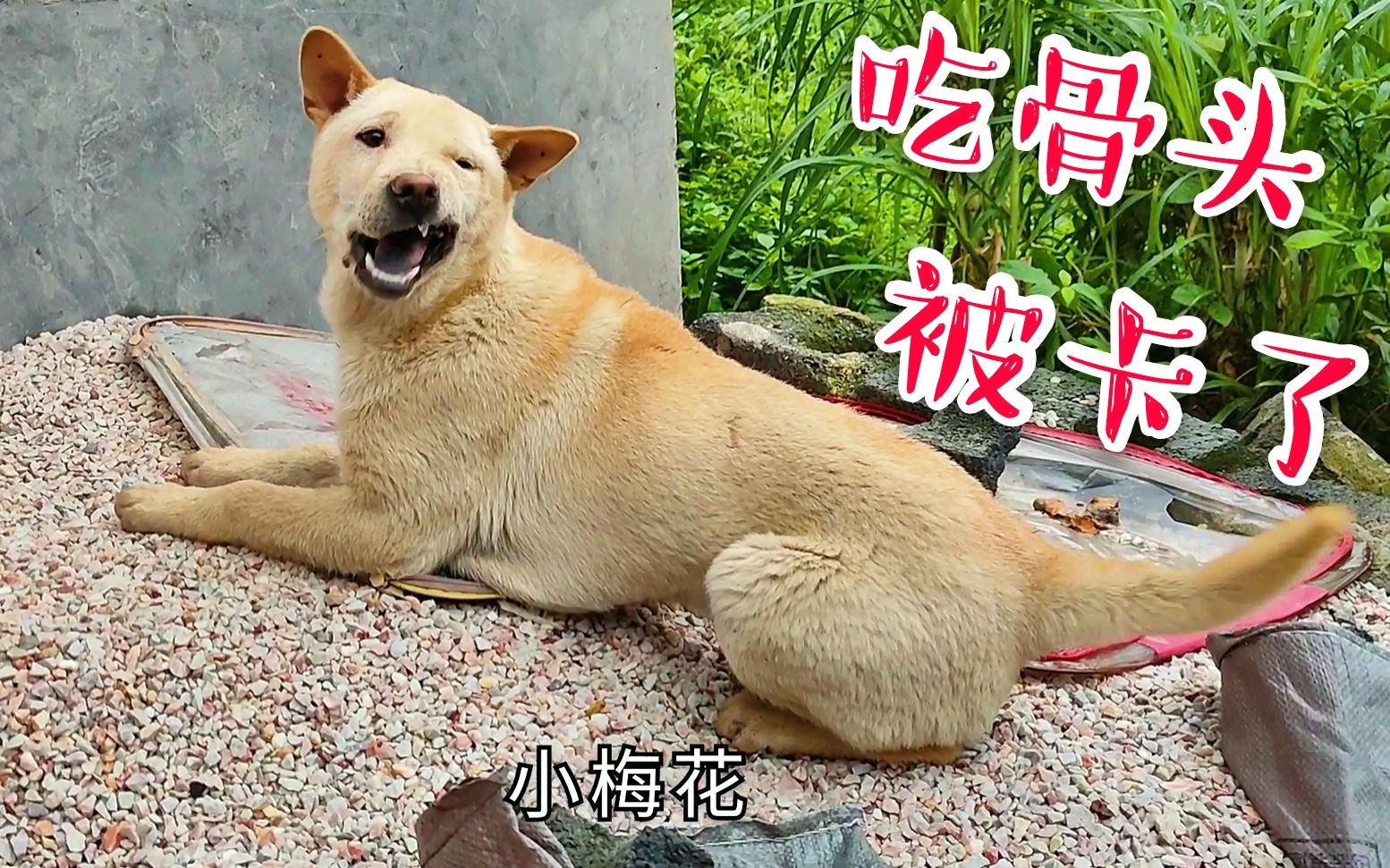 田园犬吃骨头被卡,冲我龇牙咧嘴想抠出来,看这怂样真想帮它一把哔哩哔哩bilibili