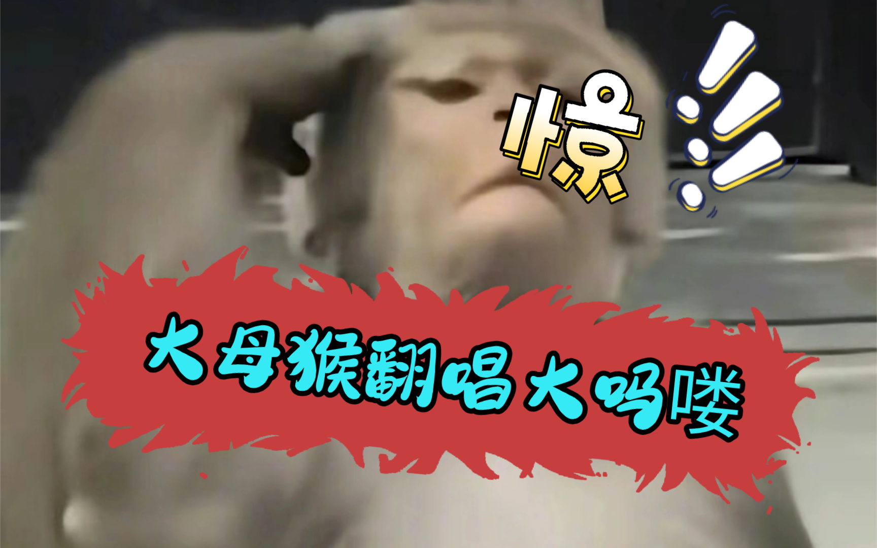 大母猴的一天从《马喽》开始!!!!!!哔哩哔哩bilibili