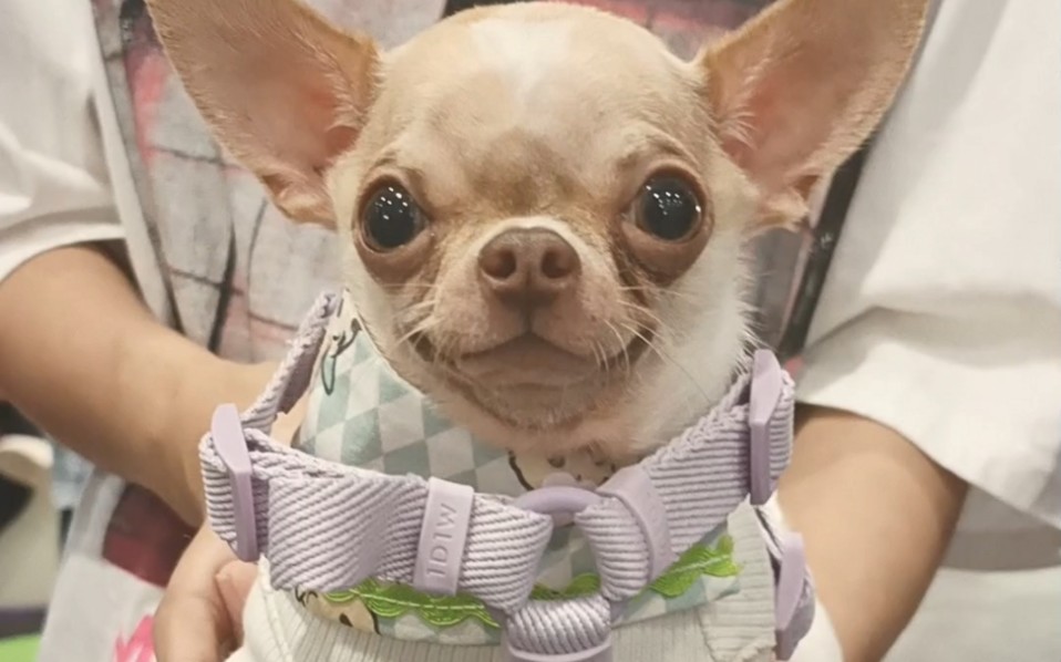 【偶遇吉娃娃】微笑小吉