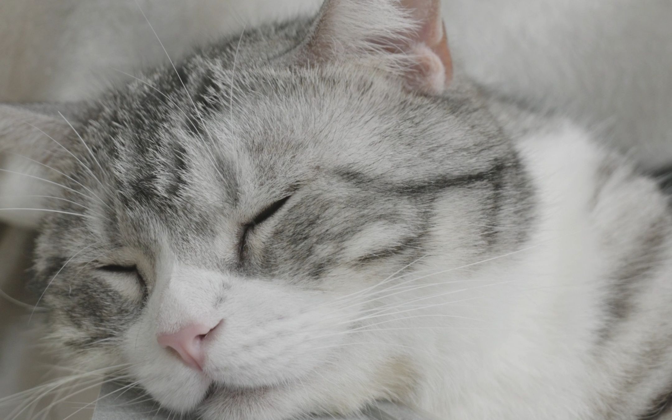 全宇宙最困的小猫咪