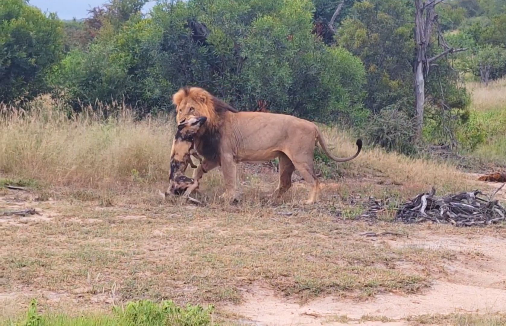 母狮遭遇野狗群围攻,雄狮找到野狗老巢报仇