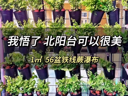 占地1平方米 56盆铁线蕨炸裂植物墙哔哩哔哩bilibili