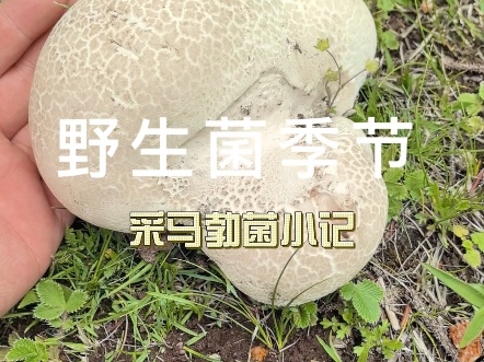 这白色菌子你们都没见过吧,马勃菌就是大家常说的马屁泡
