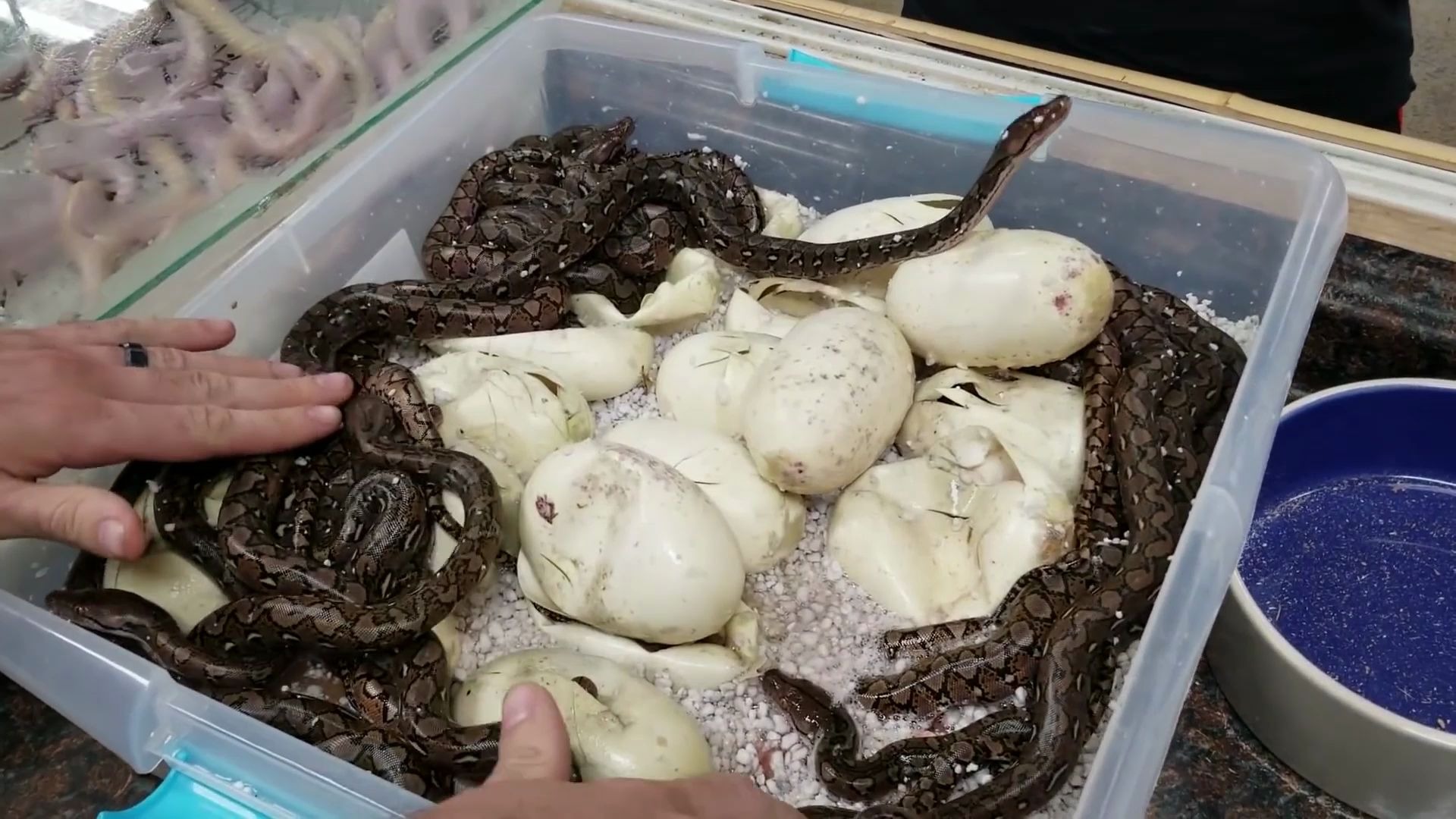 这是最少的一窝小蟒蛇,后面会你崩溃,建议有密集恐惧症的不要观看!