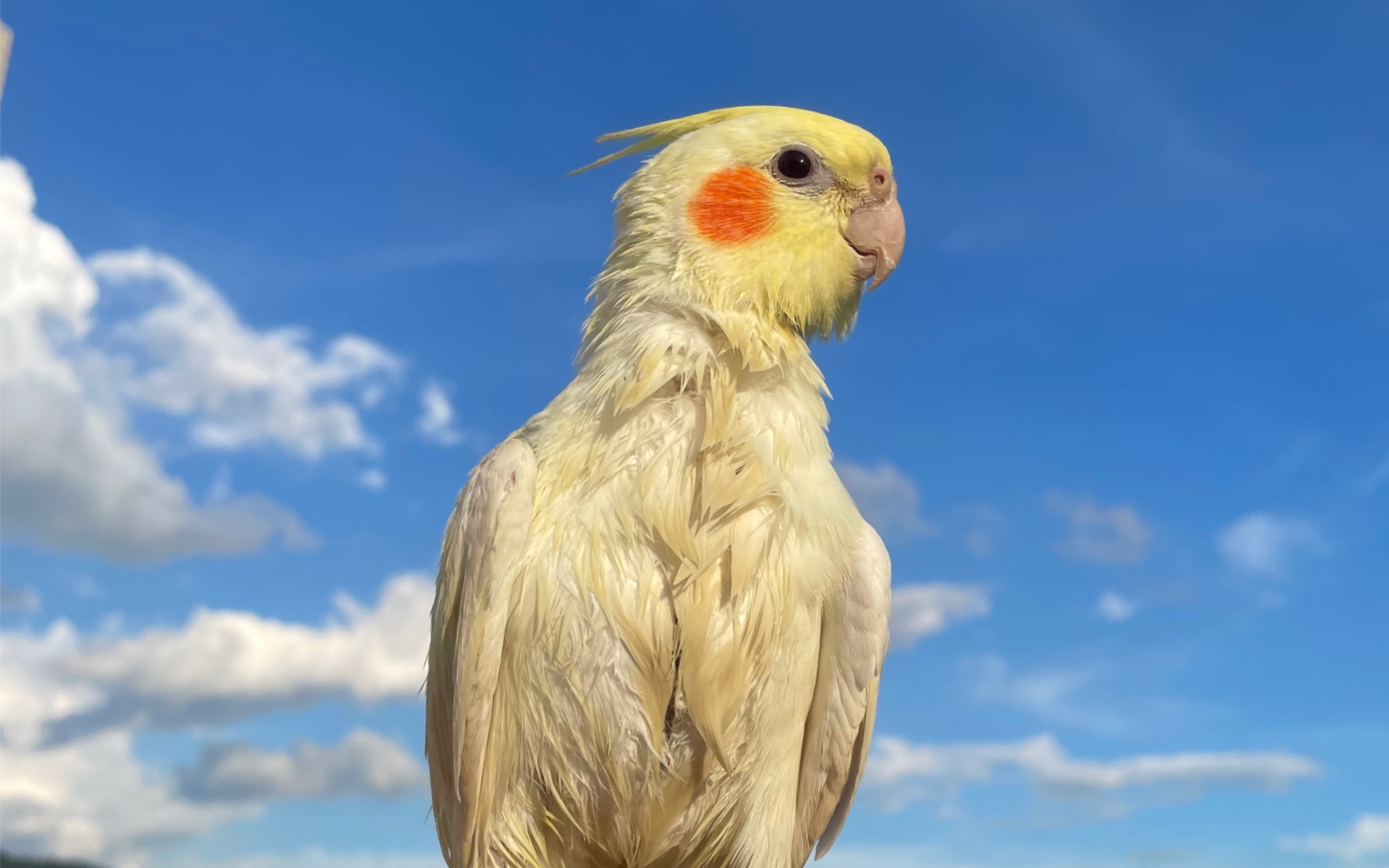 活动  洗过澡的小黄鸡吸起来更上头啦