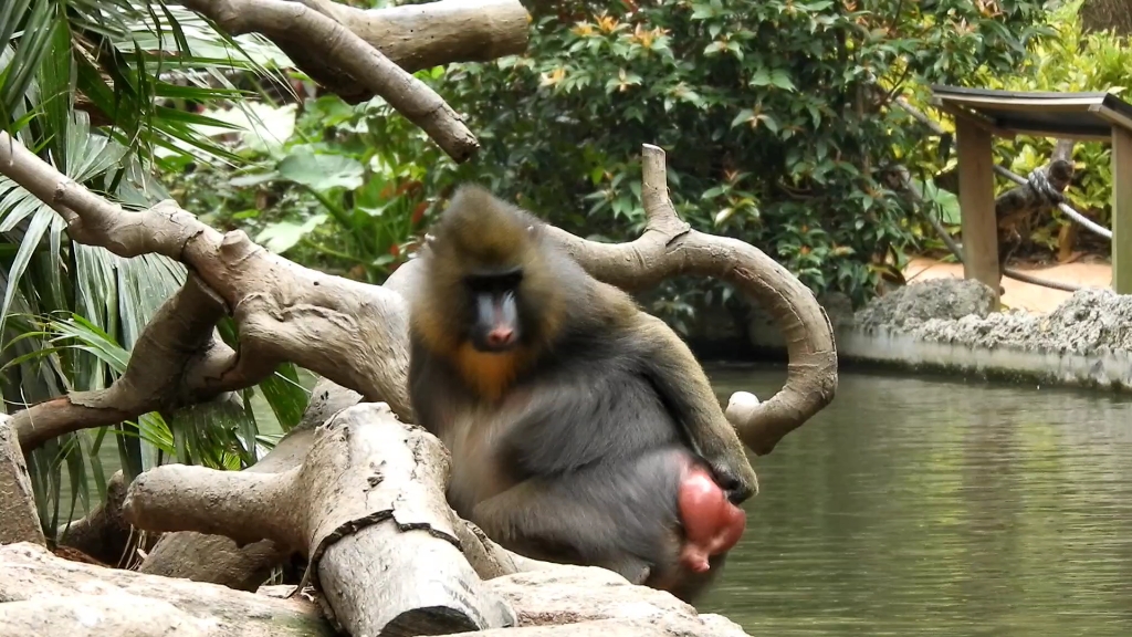 山魈抠完屁股还要闻一下