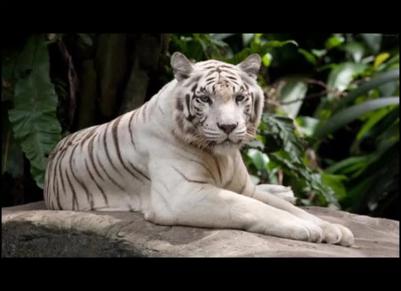 剪出我的假期vlog 我叫梁胖狸 爸妈是老虎 猫 照猫画虎 抖音小抖音