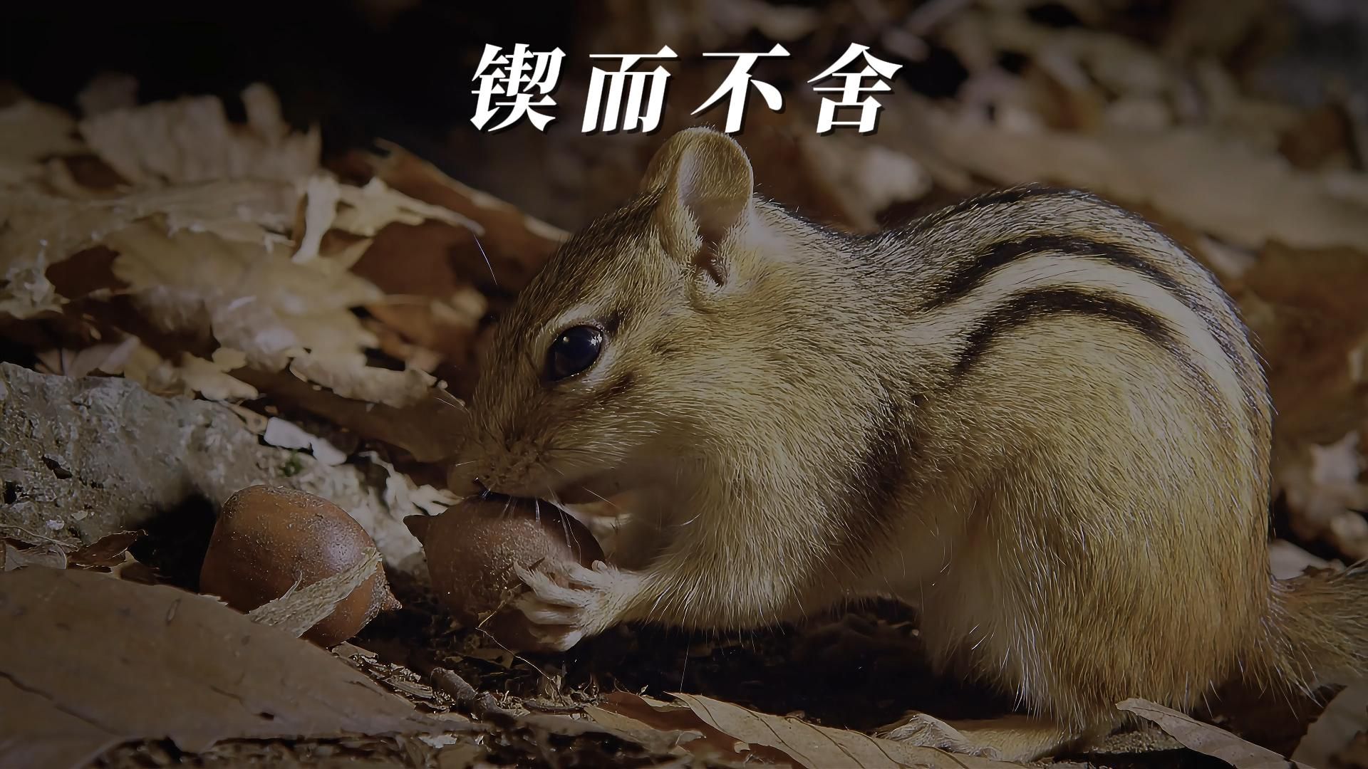 一只花栗鼠在入冬前,到处收集橡果的辛酸过程