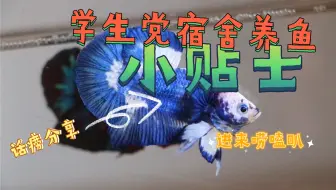 泰国斗鱼必备鱼药 鱼病治疗教程 烧尾水霉病腹水胡椒病白点病全部搞定 哔哩哔哩 Bilibili