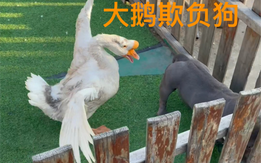谁能想到大鹅把狗咬了恶霸犬的脸丢没了