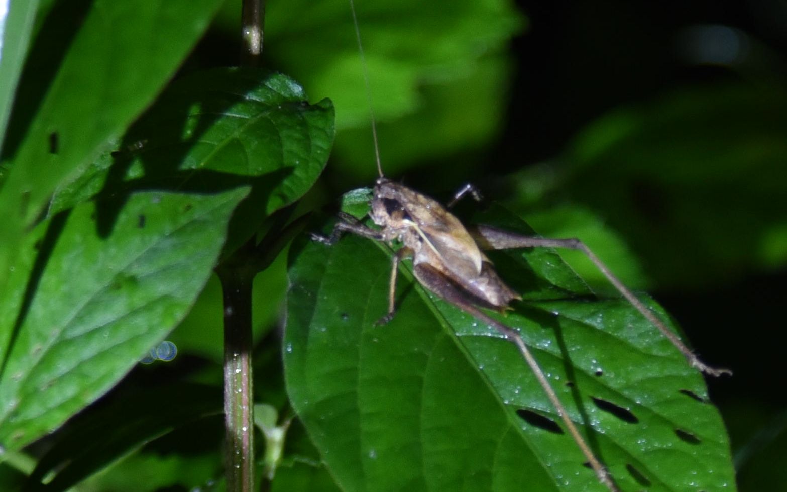活动  江苏寰螽鸣声记录