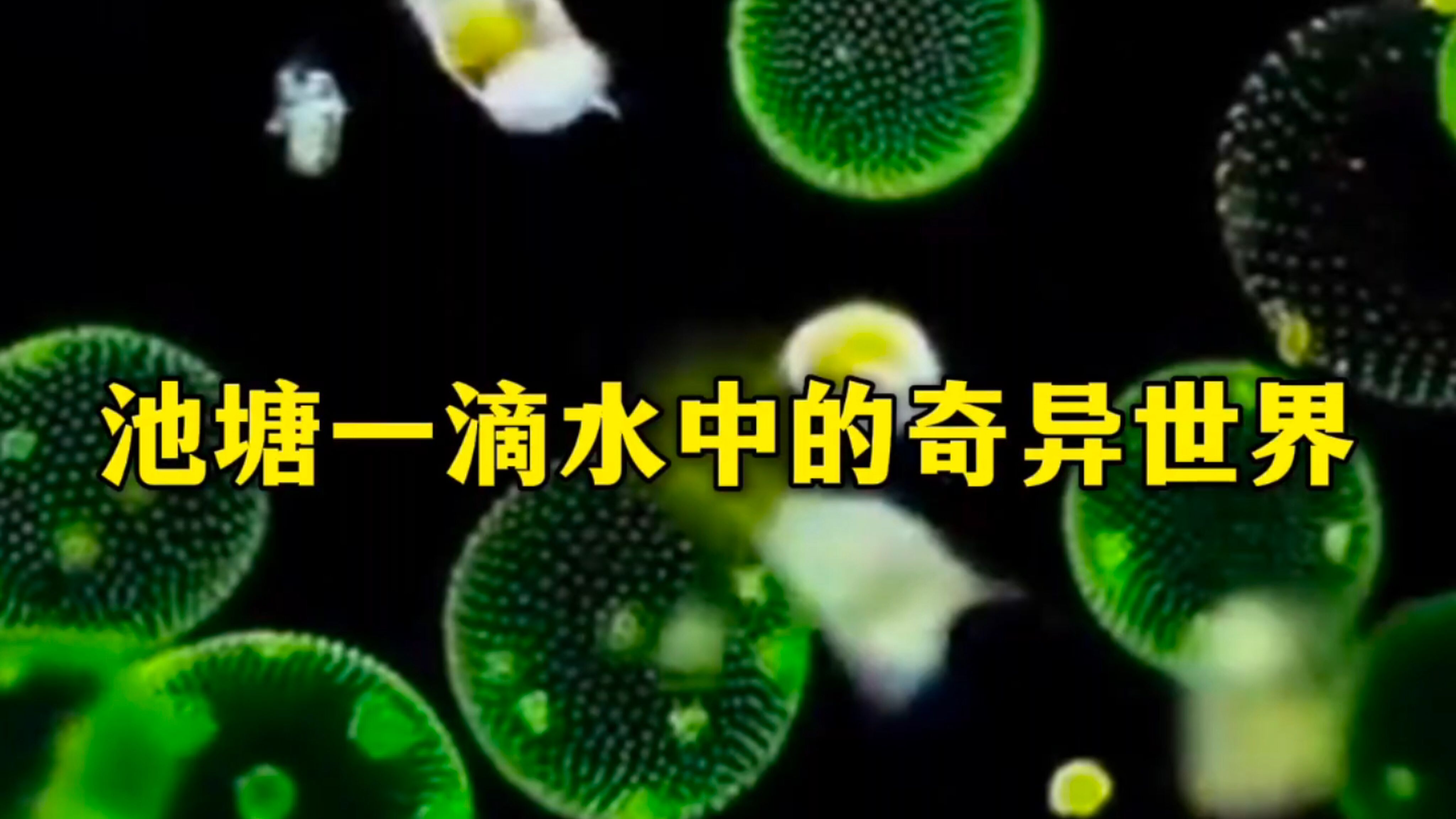 博主“微观生物”透过显微镜观察池塘一滴水中，“有荤有素”，别样美丽