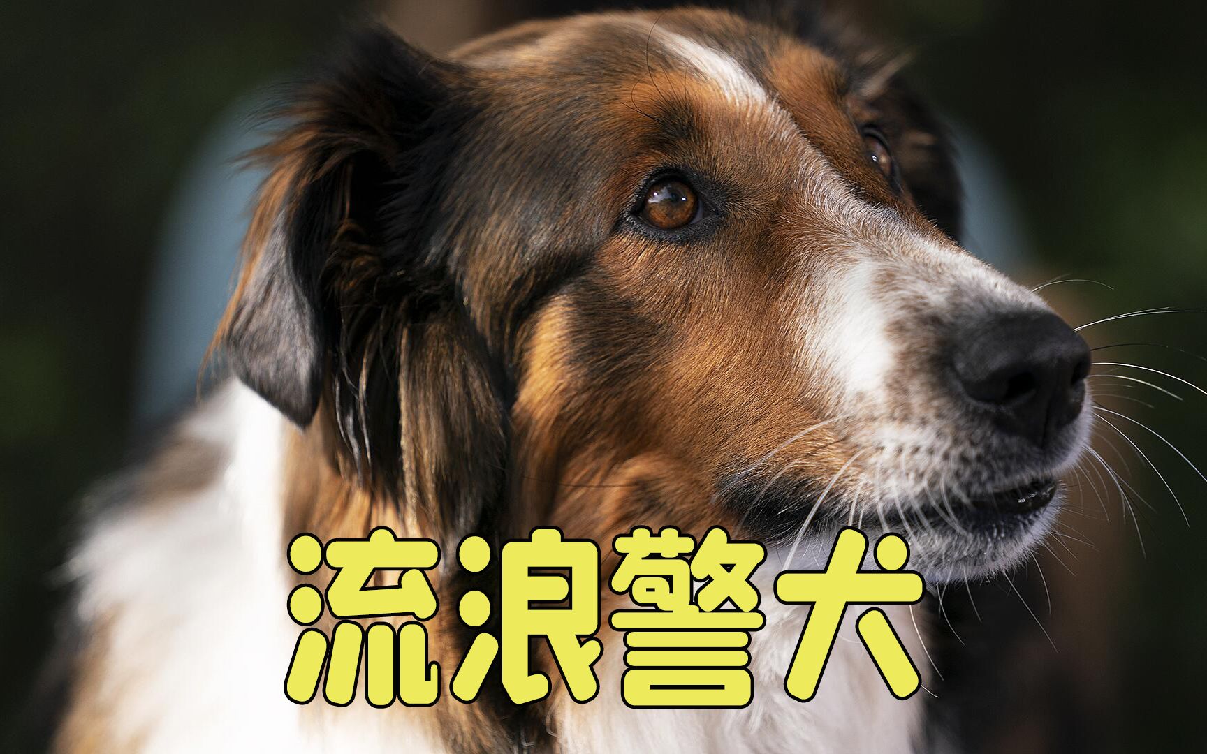 多动症之间的默契,人与狗之间的缘分,剧情片《义犬救主》哔哩哔哩bilibili