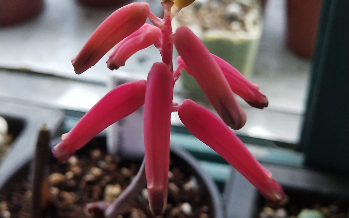 球根–立金花rubida,最早开花的立金花