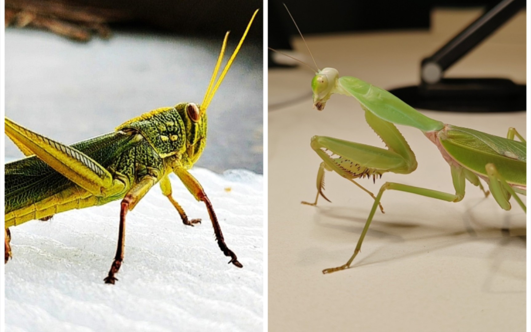 斯氏菱背螳 vs 棉蝗