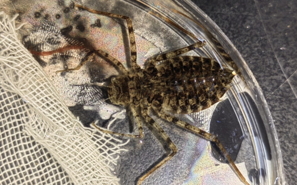 【水】喂喂闪蓝丽大伪蜻