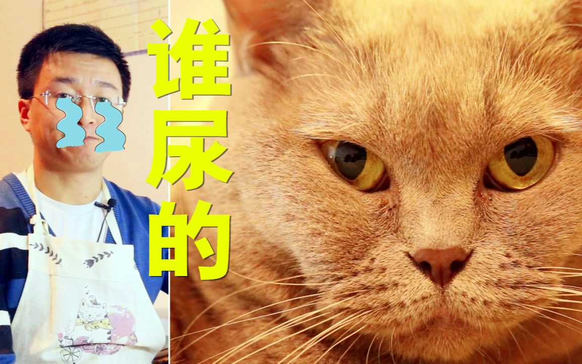 [猫奴的日常]我家猫乱尿尿怎么办?被尿骚袭击qaq哔哩哔哩bilibili