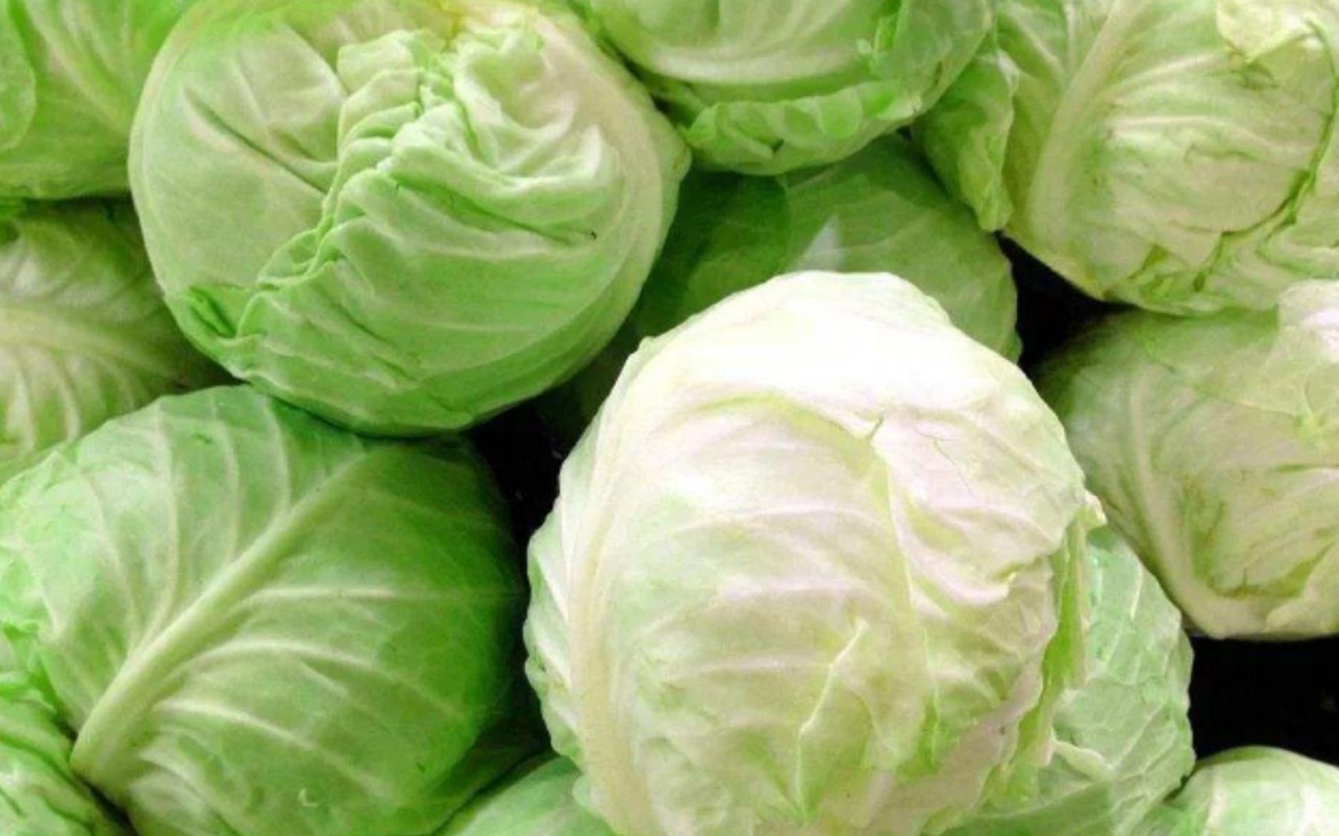 还在吃卷心菜吗?真后悔今天才知道,一定要牢记告知给家里人