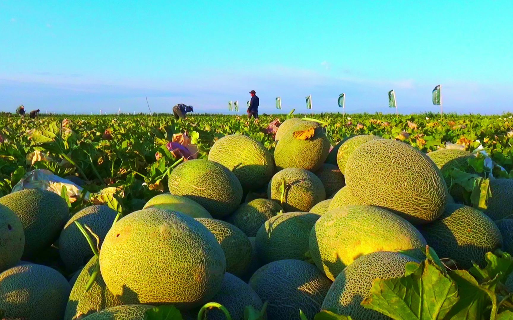 活动  哈密瓜丰收季