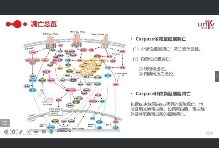 细胞程序性死亡哔哩哔哩bilibili