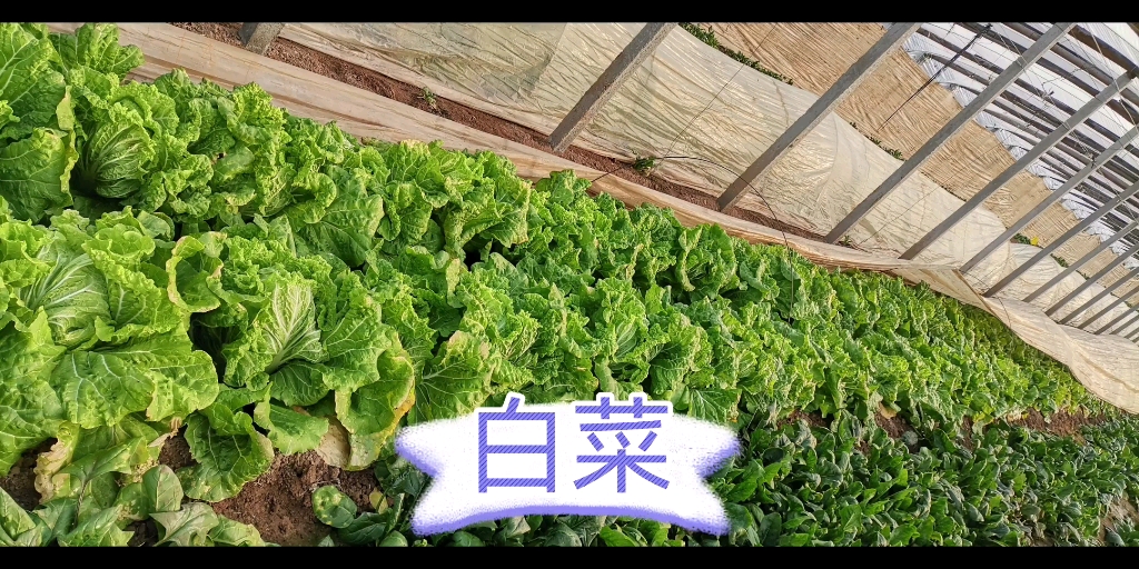 白菜—圣女果