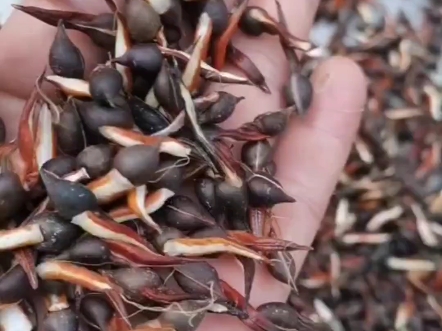 沉香籽,有多少人见过?你家有这种植物吗?