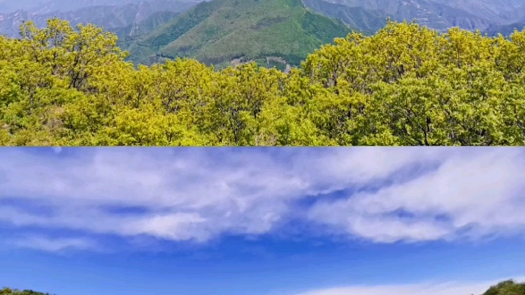 [图]北京周边花儿最多的山！看见青山远黛，看见天蓝悠悠，在山上雨花草原般！（百花山）