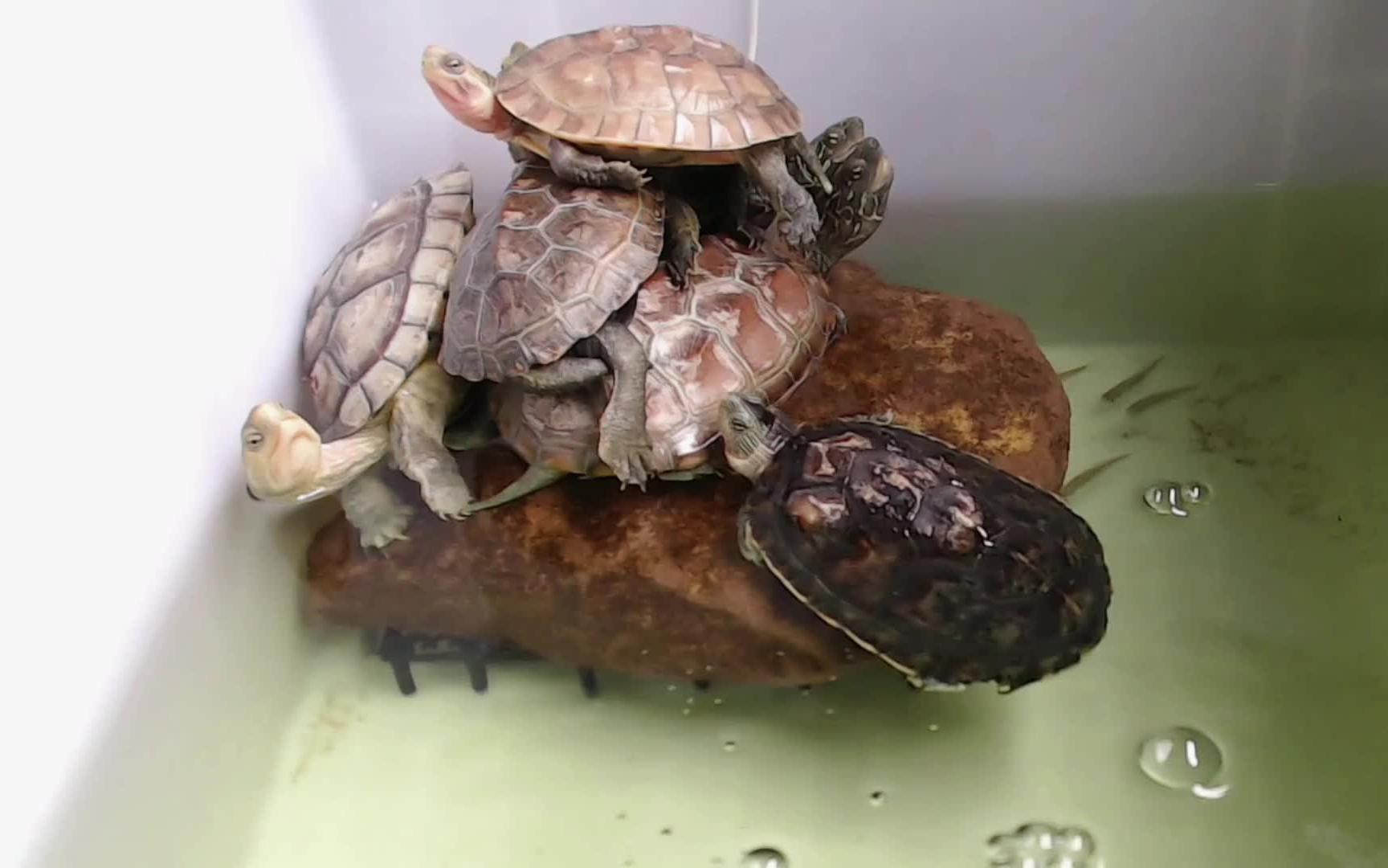 乌龟叠罗汉神马姿势都能有!