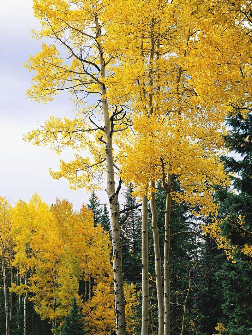 耸入云天的山杨