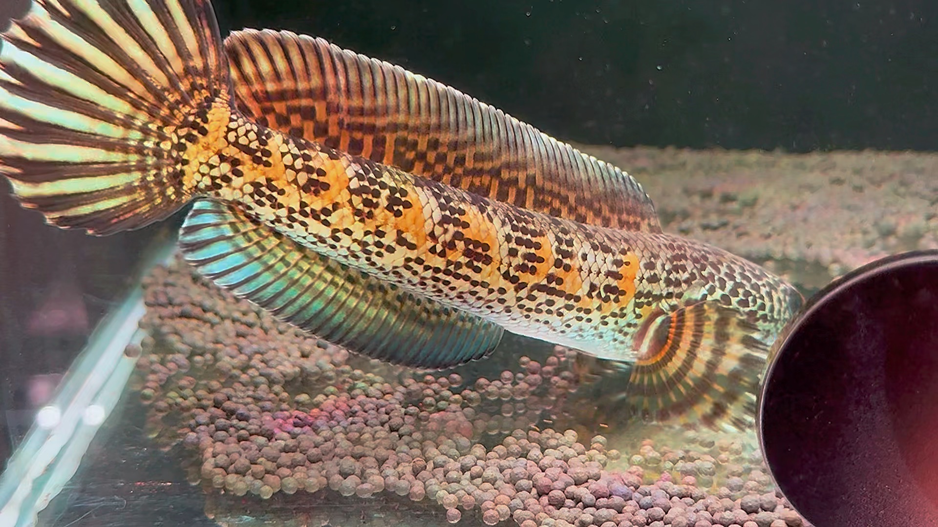 选鱼看主页 #雷龙鱼 #黄金