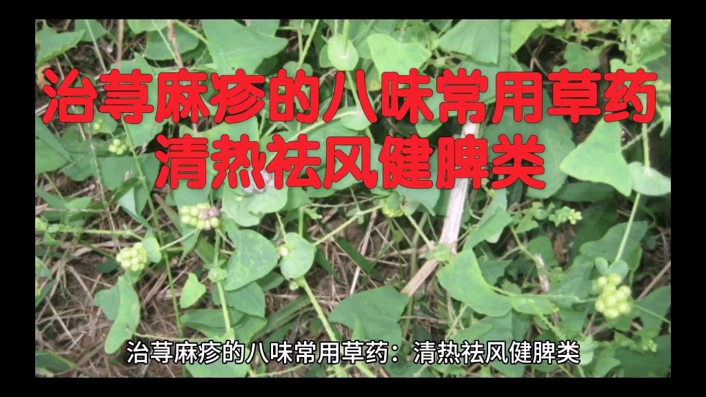 治荨麻疹的八味常用草药:清热祛风健脾类
