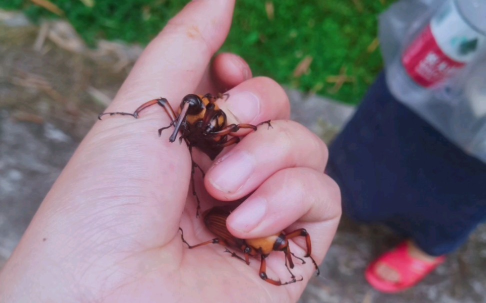 磁珠牛?刺竹牛?吃猪牛?