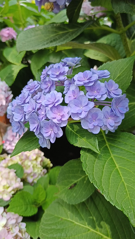 广西药用植物园绣球花