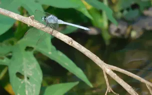 下载视频: 这是什么蜻蜓！