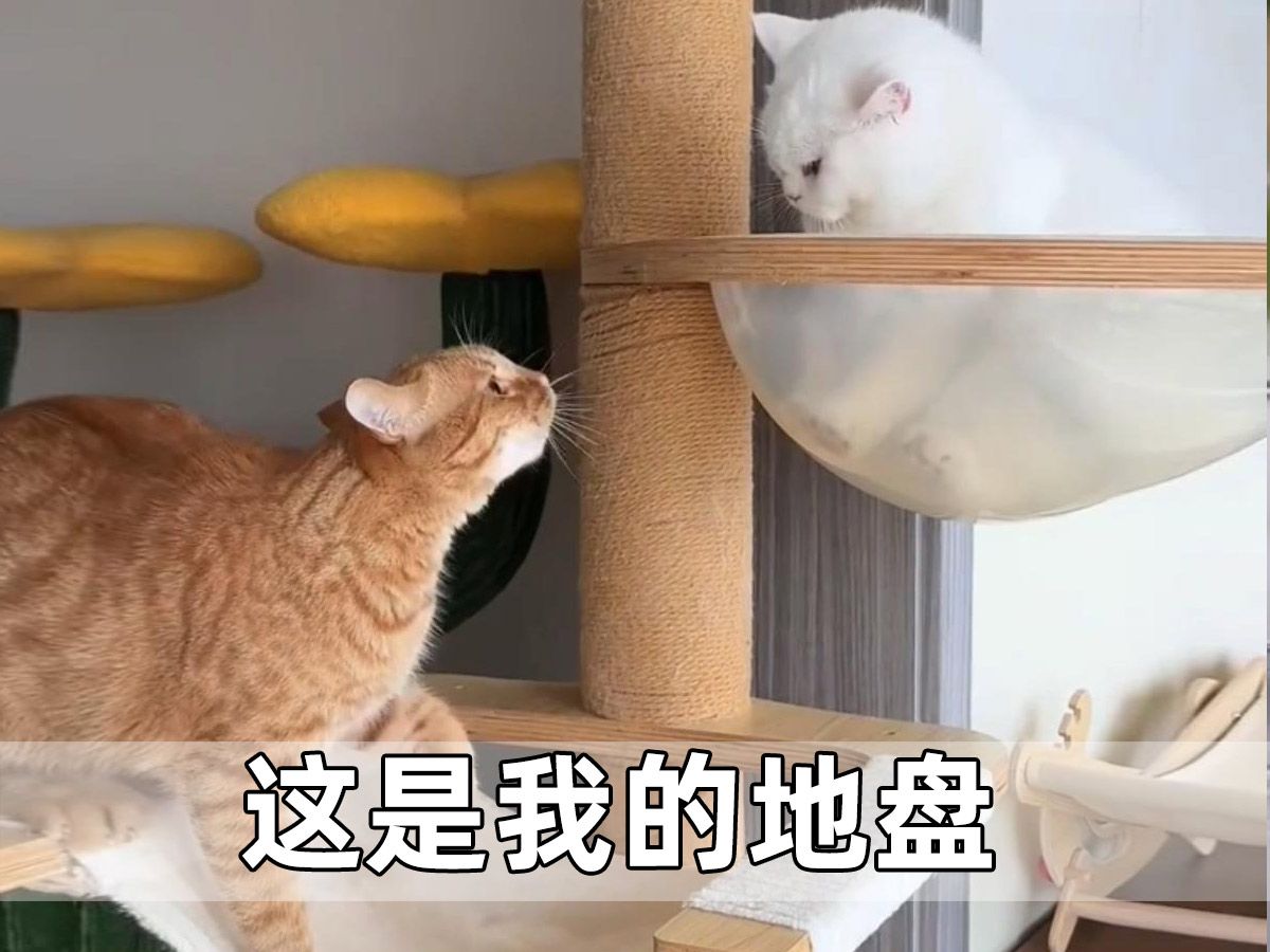 猫咪的领地意识哔哩哔哩bilibili