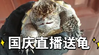 Download Video: 国庆送龟🐢活动（详情在评论区）!