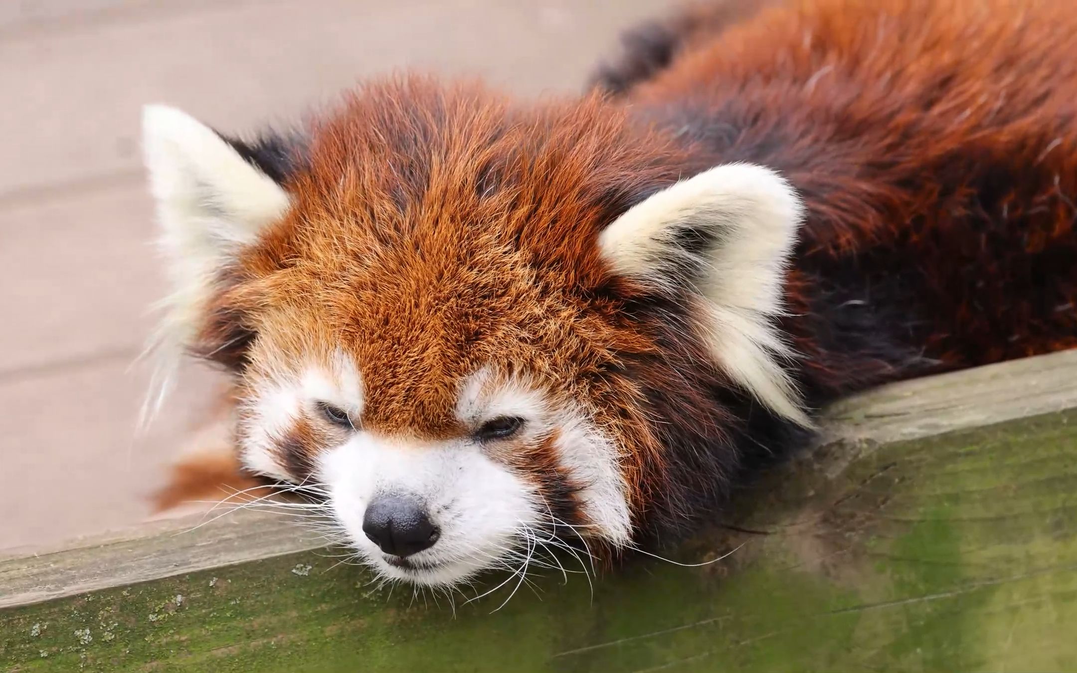 小熊猫坐着犯困,然后把头搁在门槛上.白蝴蝶耳朵一动一动的.