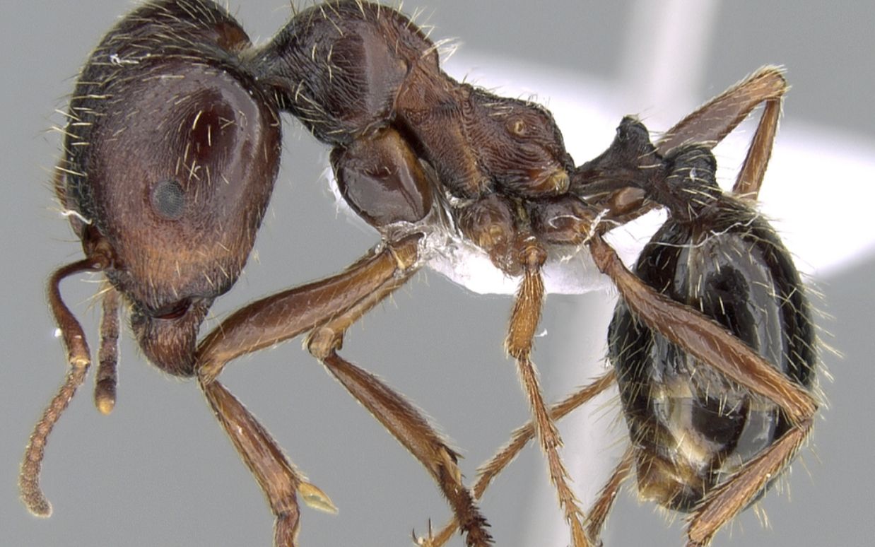 遗忘在墙角的东方收获蚁