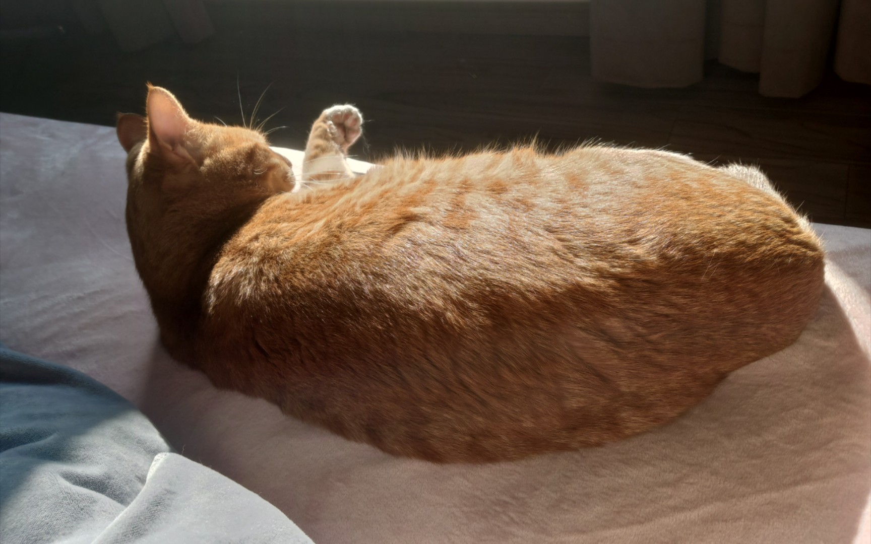 4k超清 冬日暖阳下的小橘猫