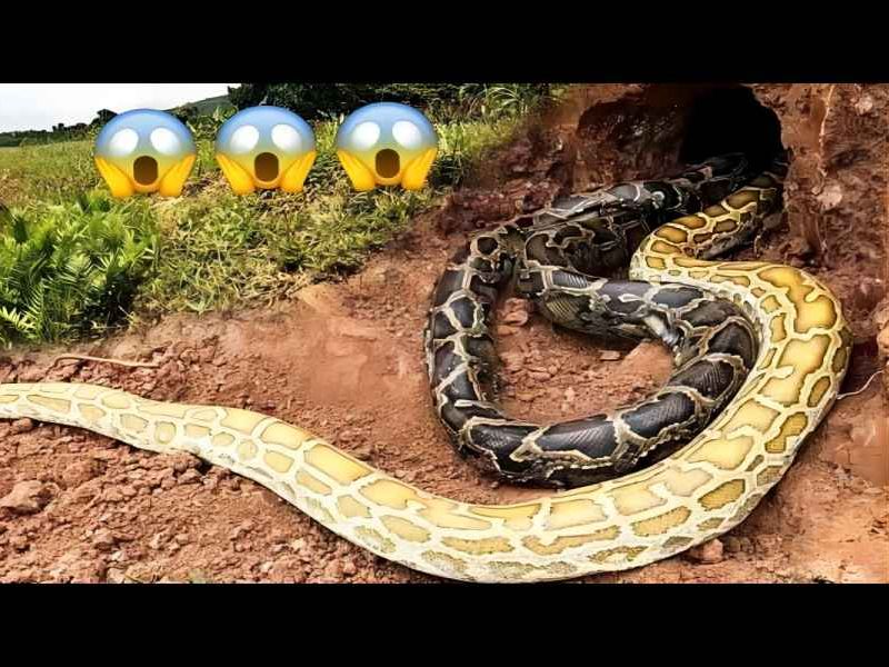 野外偶遇黄金蟒与大黑蟒 众小伙合力捕获