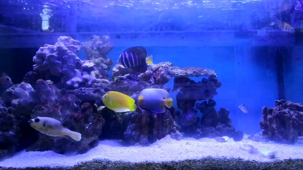 海缸饲养炮弹的fot缸