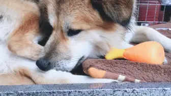 Скачать видео: 【田园犬叮当】始终是个三十多斤的孩子