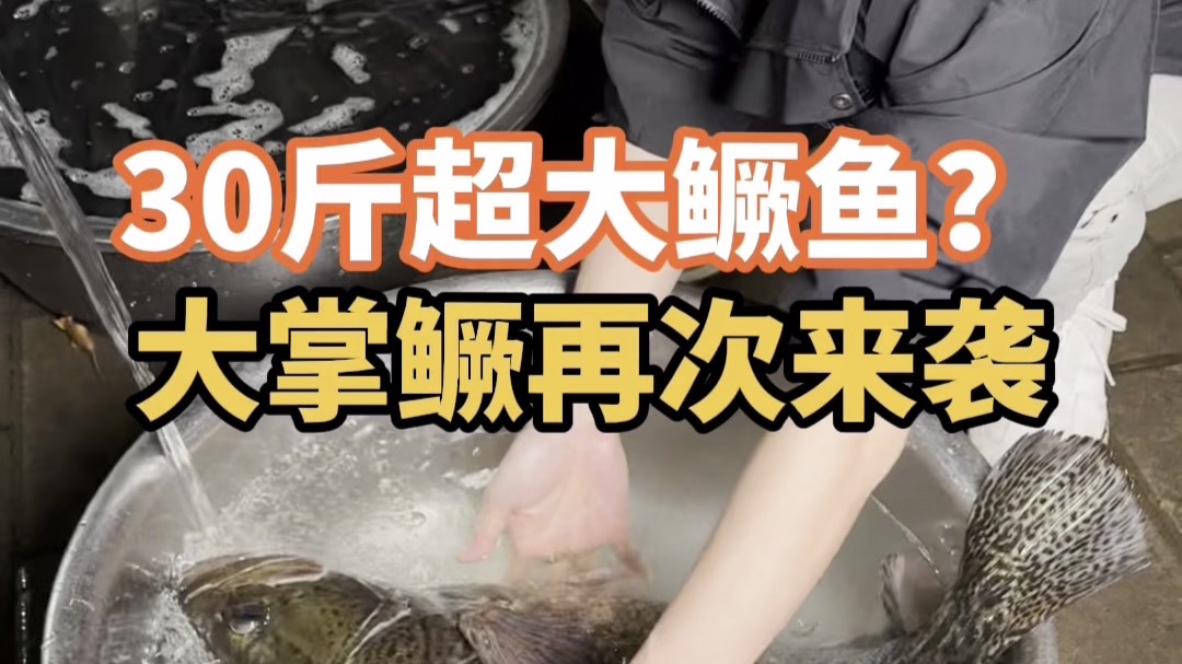30斤的超级鳜鱼?大掌鳜又来了,这谁受得了,必须拿下!-豆鱼路亚-豆爸先生-豆鱼路亚-豆爸先生-哔哩哔哩视频