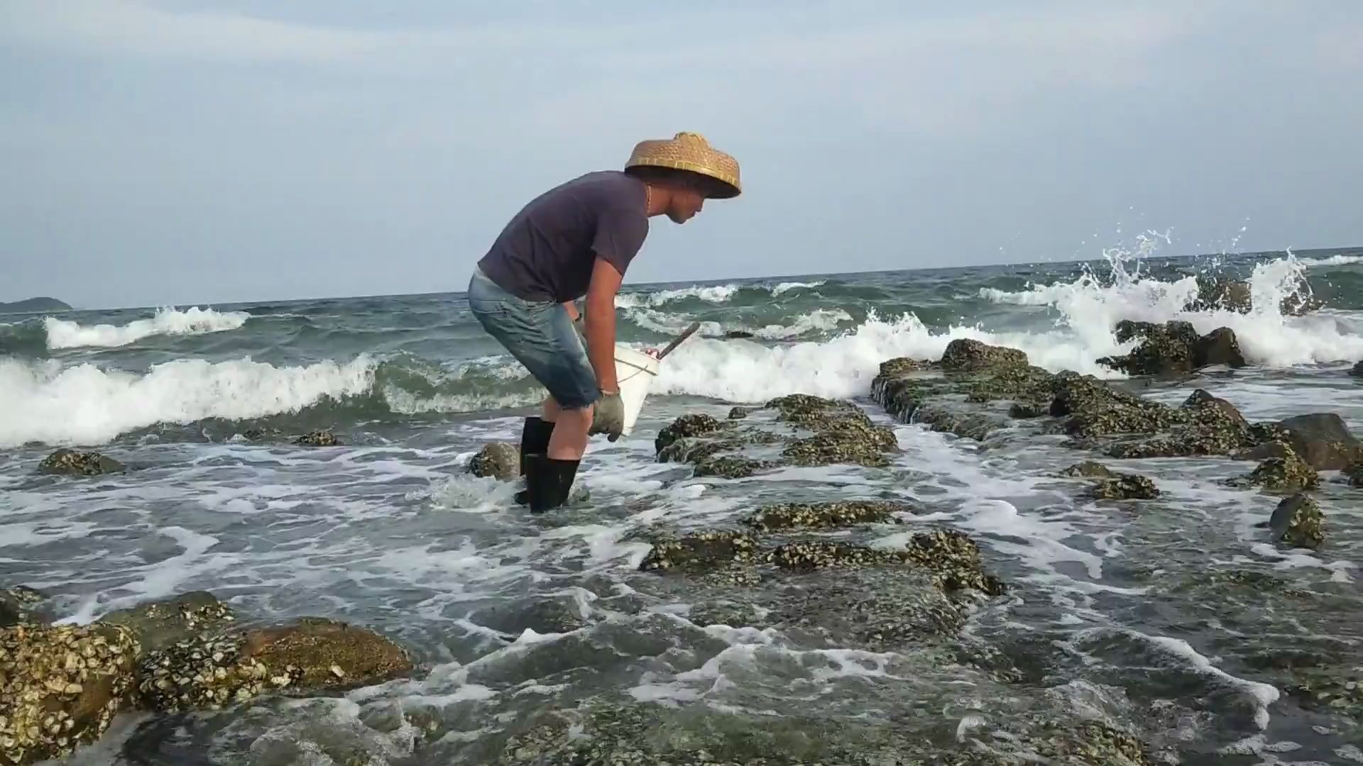想认识海洋生物吗小渔翁今天带你去视觉体验赶海让你一饱眼福