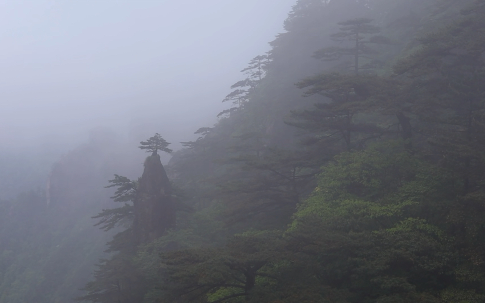 [图]森林日记-黄山