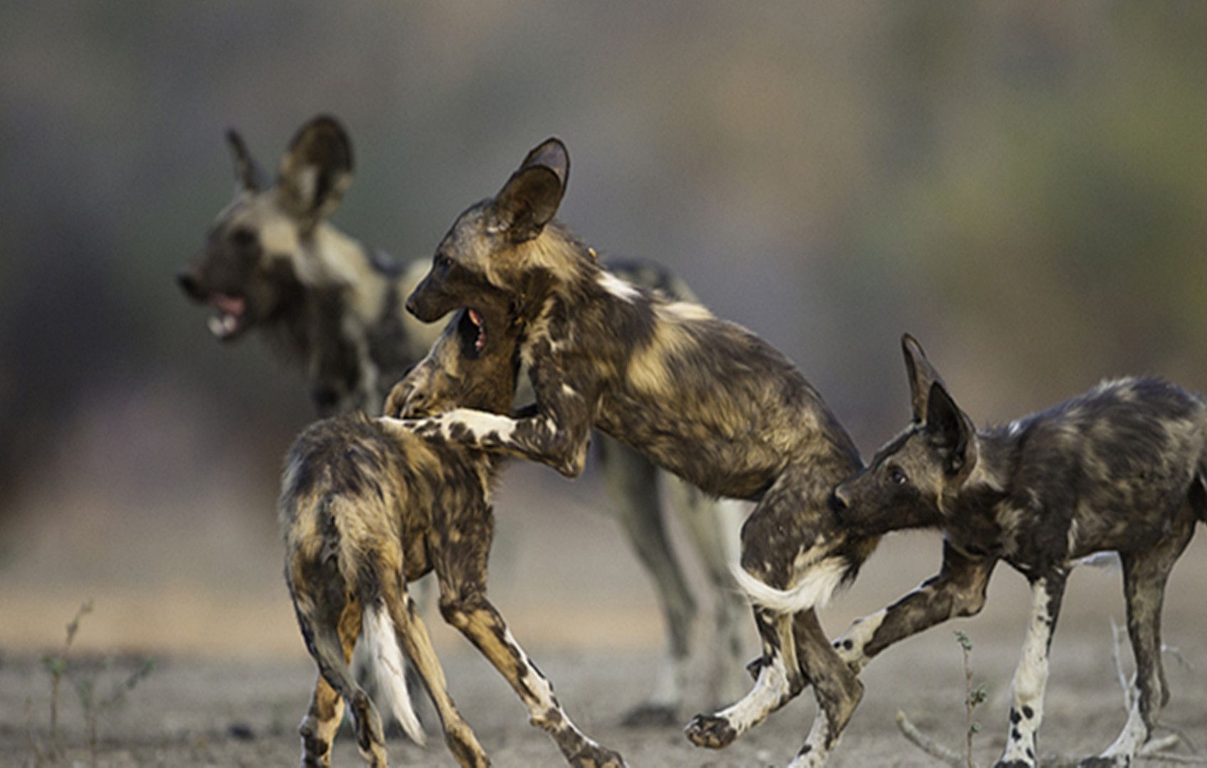 野狗战胜鬣狗,赶走象群,还是保不住幼崽,最后族群成员分裂出走