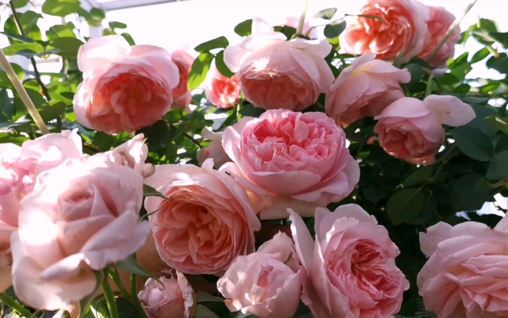 舍农索城堡的女人,小可连续4年推荐的粉色露养完美月季品种(达梅思)