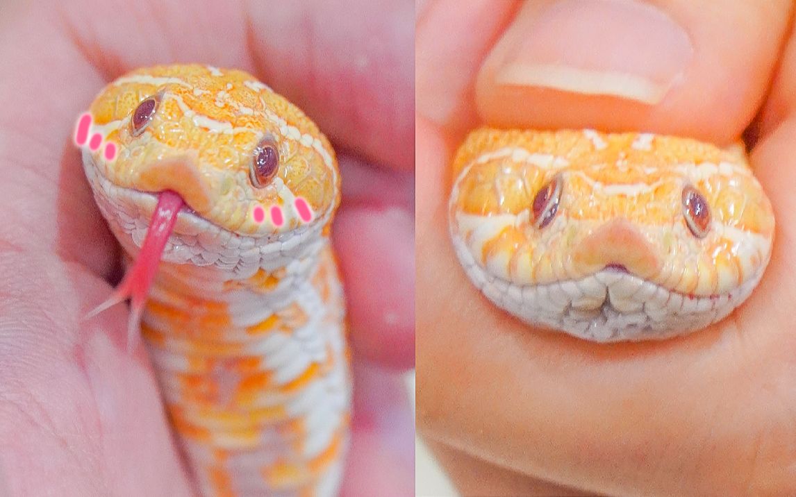 乖巧小肥蛇凑过来跟你贴贴,当场捏成猪头娃!