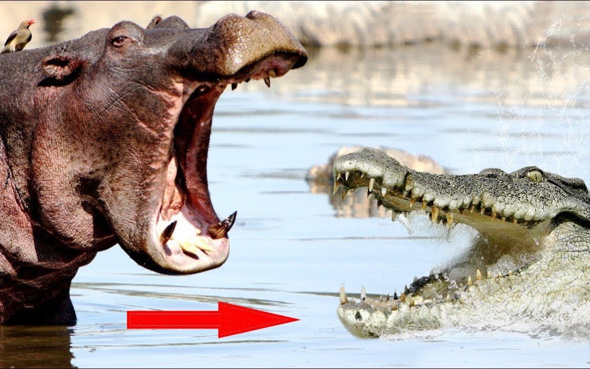 河马的超强领地意识,鳄鱼和狮子都要避其锋芒_哔哩哔哩 (゜-゜)つロ